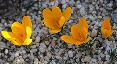Crocus ancyrensis