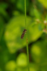 Toxomerus floralis