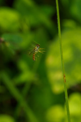 Toxomerus floralis