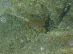 Callinectes arcuatus