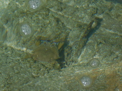 Callinectes arcuatus