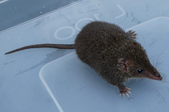 Antechinus mimetes