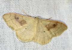 Idaea rubraria