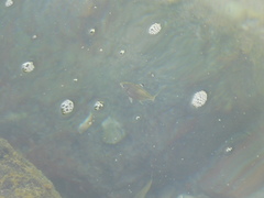 Eucinostomus currani