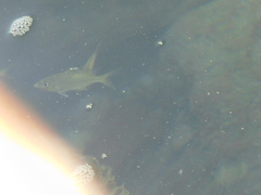 Eucinostomus currani