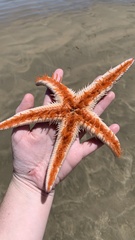 Astropecten polyacanthus