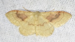 Idaea rubraria