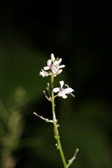 Iodanthus pinnatifidus