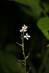 Iodanthus pinnatifidus