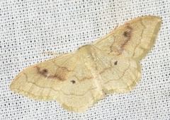 Idaea rubraria