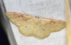 Idaea rubraria