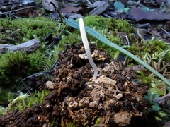 Clavaria acuta