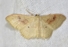 Idaea rubraria