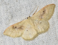 Idaea rubraria