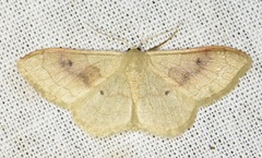 Idaea rubraria