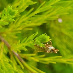 Orocrambus ramosellus