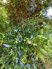 Passiflora tetrandra