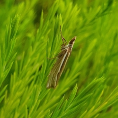 Orocrambus ramosellus