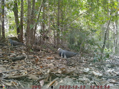 Leucosarcia melanoleuca