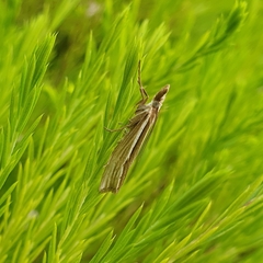 Orocrambus ramosellus