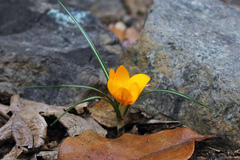 Crocus flavus