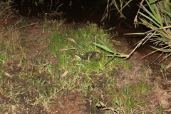 Bothrops jararaca