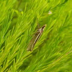 Orocrambus ramosellus