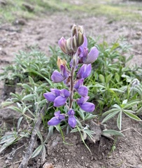 Lupinus formosus