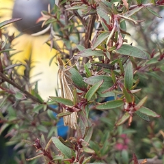 Orocrambus ramosellus