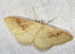 Idaea rubraria