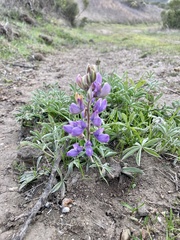 Lupinus formosus