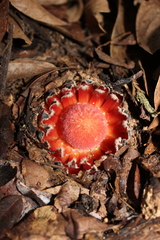 Langsdorffia
