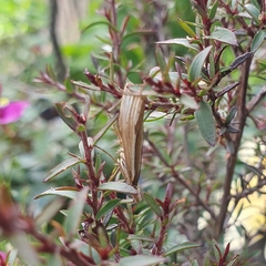 Orocrambus ramosellus