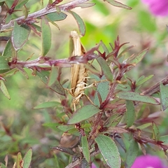Orocrambus ramosellus