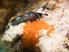 Thuridilla indopacifica