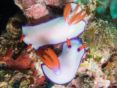 Hypselodoris bullockii