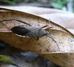 Heteroptera