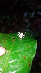 Akanthomyces