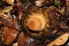 Langsdorffia