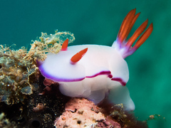 Hypselodoris bullockii