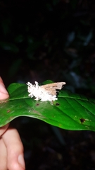 Akanthomyces