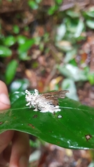 Akanthomyces