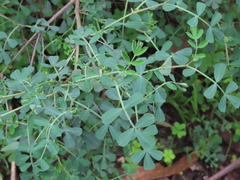 Coronilla valentina