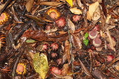 Langsdorffia