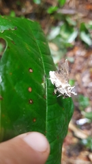 Akanthomyces