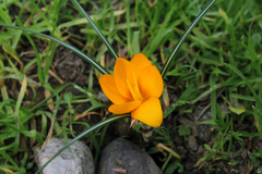 Crocus flavus