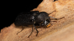 Bostrichidae