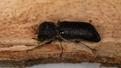 Bostrichidae