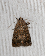 Hypoperigea tonsa