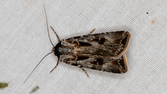 Agrotis munda